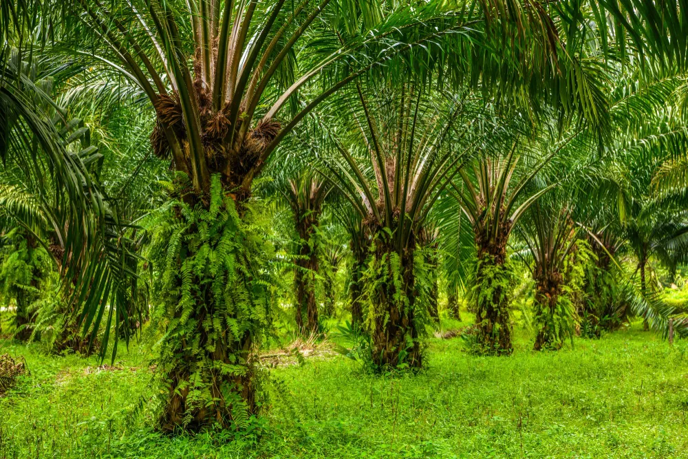 Forging a Sustainable Global Energy Supply: The Role of Indonesian Palm Biomass